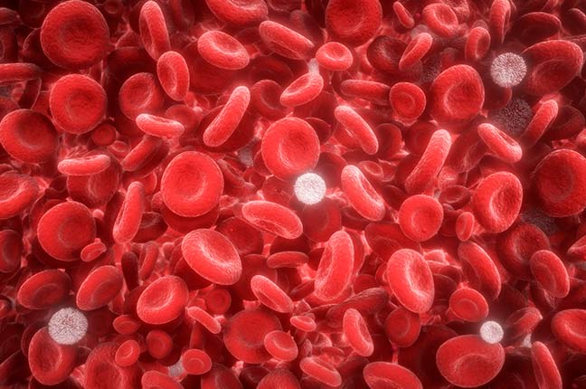 glóbulos vermelhos e brancos em uma artéria