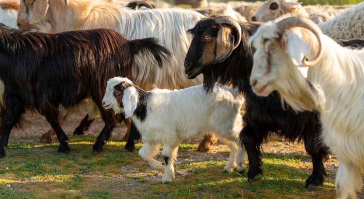 reprodução assistida de cabras e ovelhas