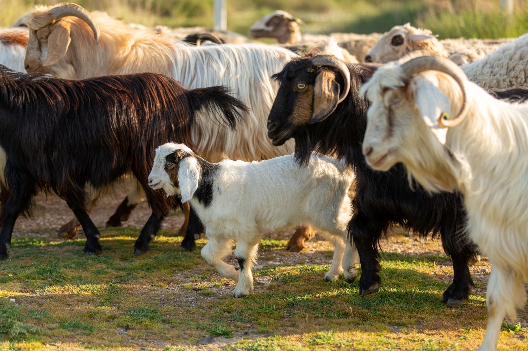 reprodução assistida de cabras e ovelhas